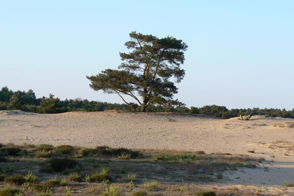 Dunes in the nature reserve 'Drouwenerzand'