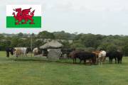 Wales - link